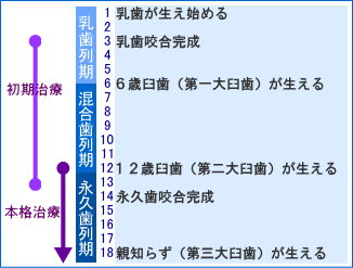 咬み合わせの発育と矯正歯科治療